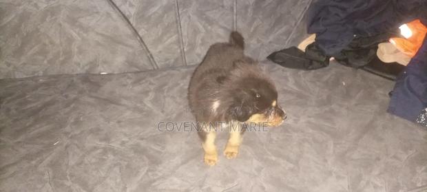 1-3 months Male Purebred Rottweiler