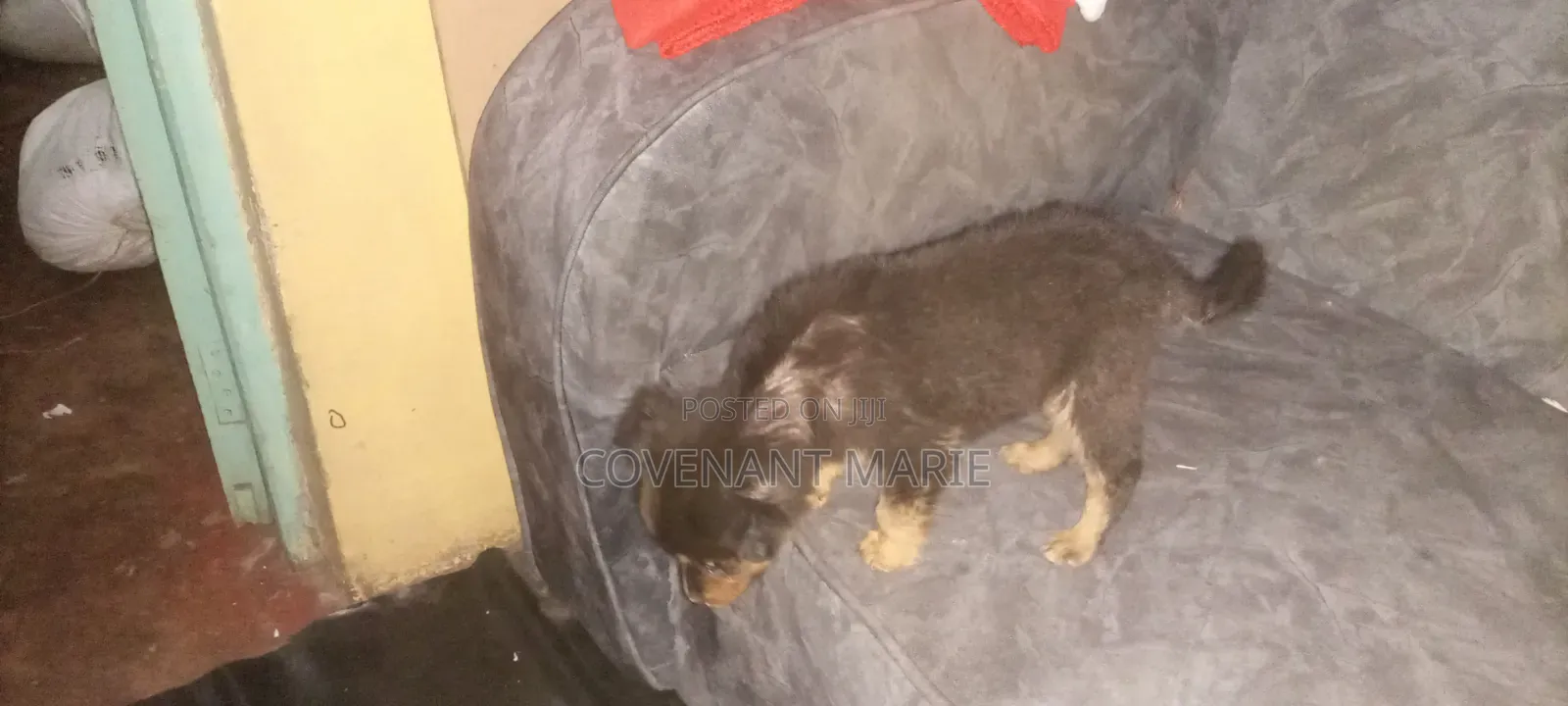 1-3 months Male Purebred Rottweiler