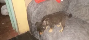 1-3 months Male Purebred Rottweiler