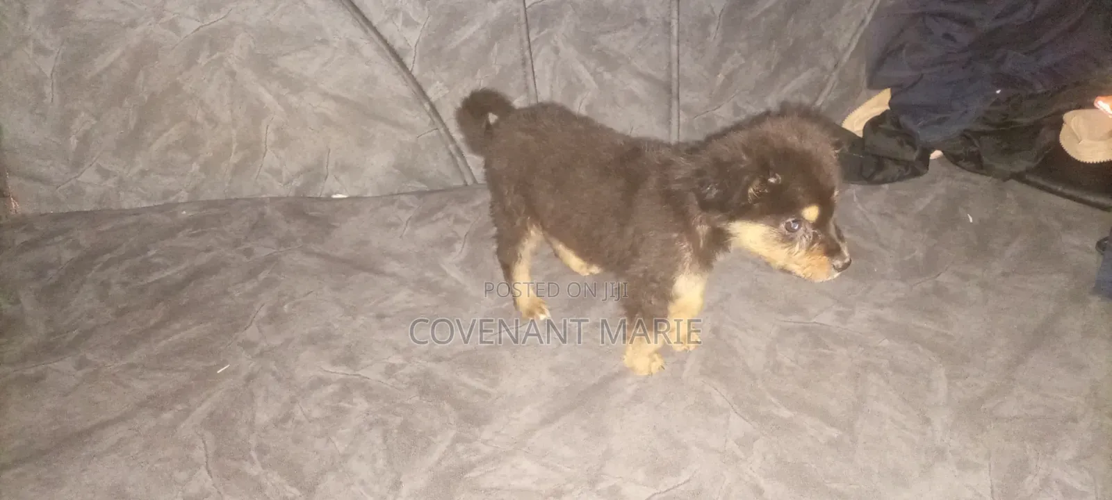 1-3 months Male Purebred Rottweiler