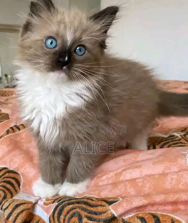 1-3 months Male Mixed Breed Ragdoll