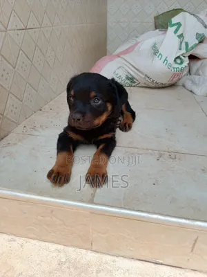 1-3 months Male Purebred Rottweiler