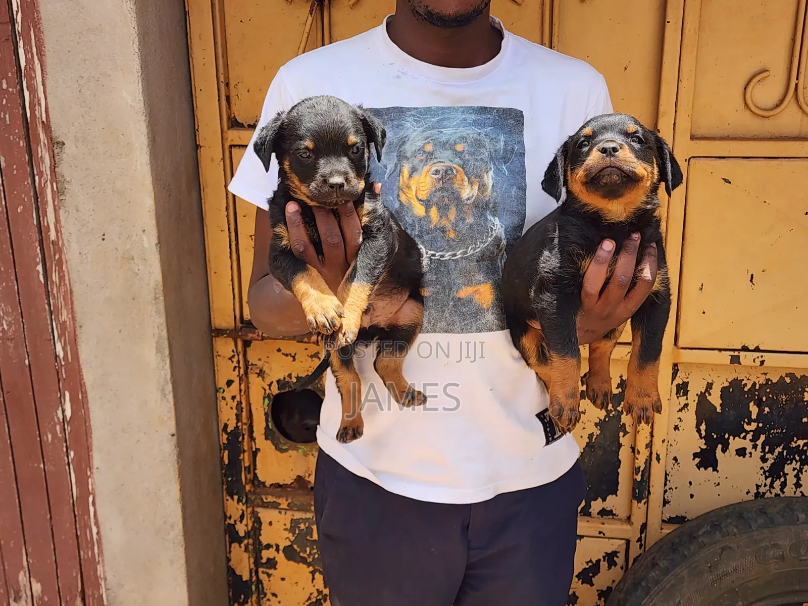 1-3 months Male Purebred Rottweiler