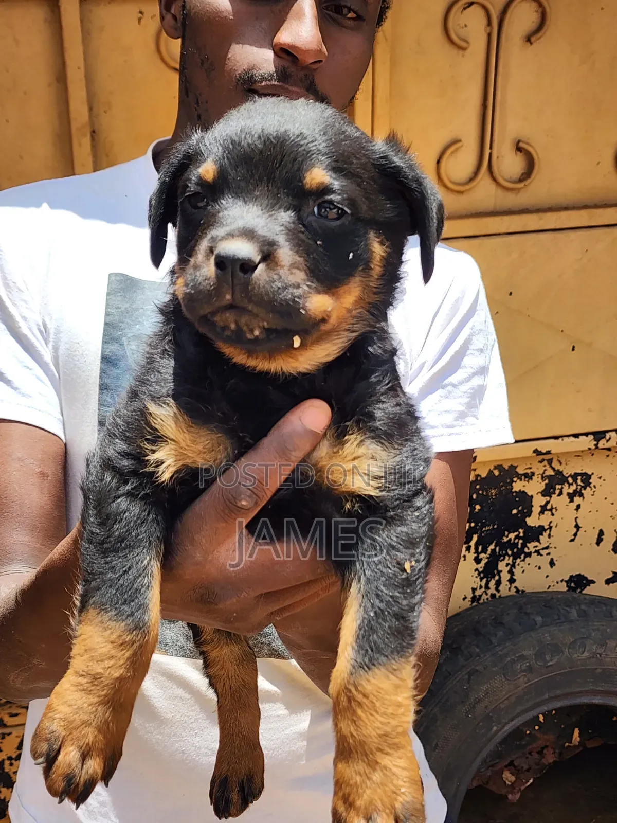 1-3 months Male Purebred Rottweiler