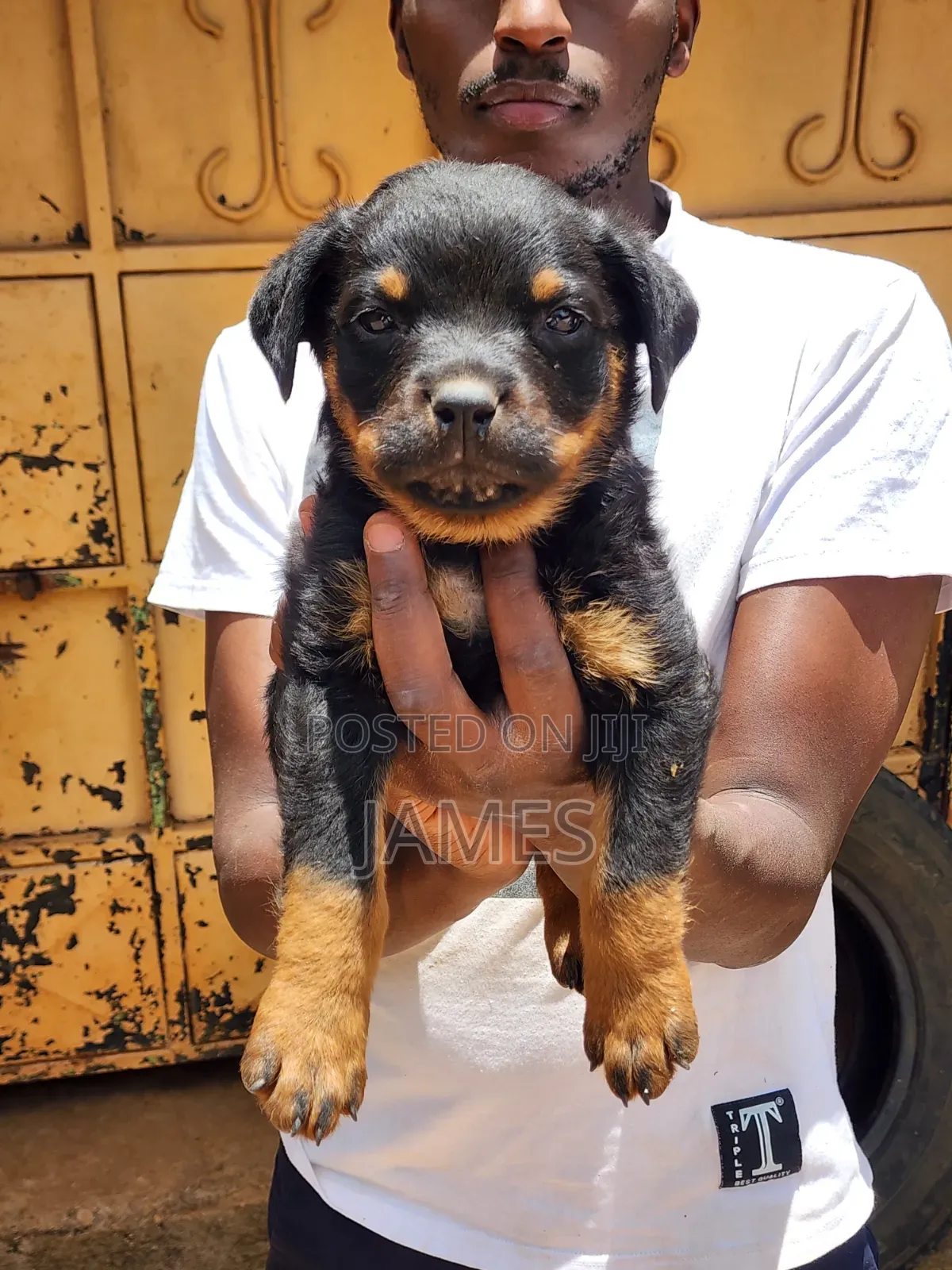 1-3 months Male Purebred Rottweiler