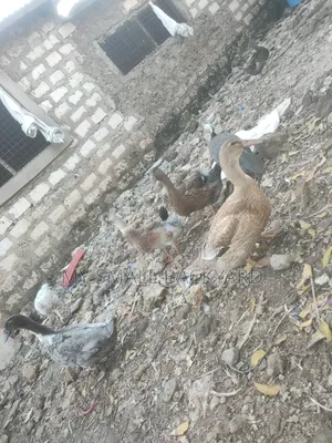 Roeun Female Ducks