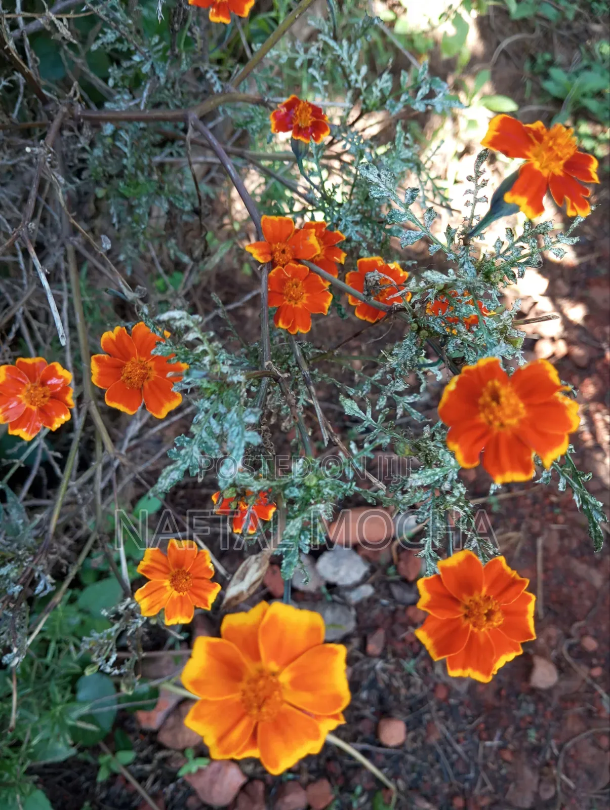 Mexican Marigold Seeds