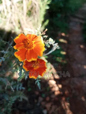Mexican Marigold Seeds