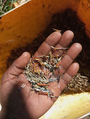 Mexican Marigold Seeds
