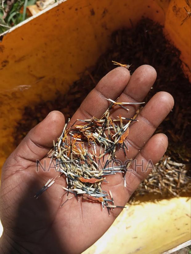 Mexican Marigold Seeds - main view