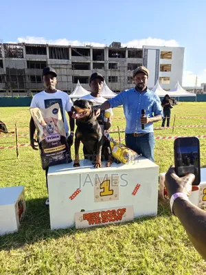 1-3 months Male Purebred Rottweiler