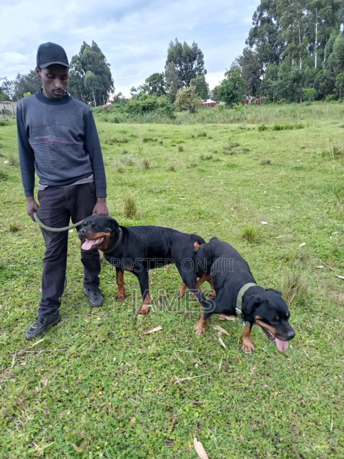1-3 months Male Purebred Rottweiler