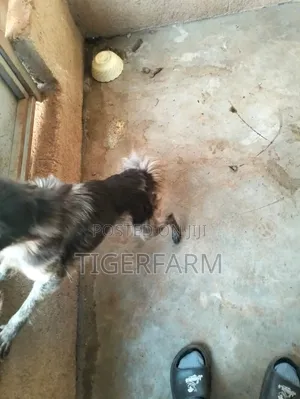 1+ year Female Purebred Japanese Spitz