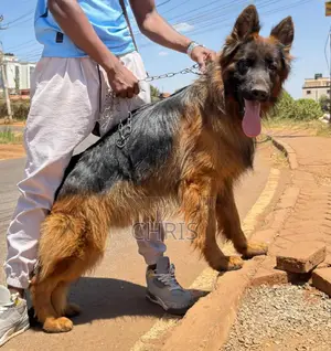 1-3 months Female Purebred German Shepherd