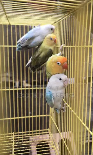 Imported Lovebirds
