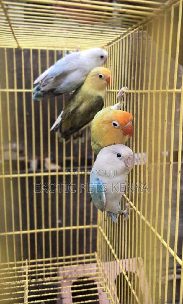 Imported Lovebirds