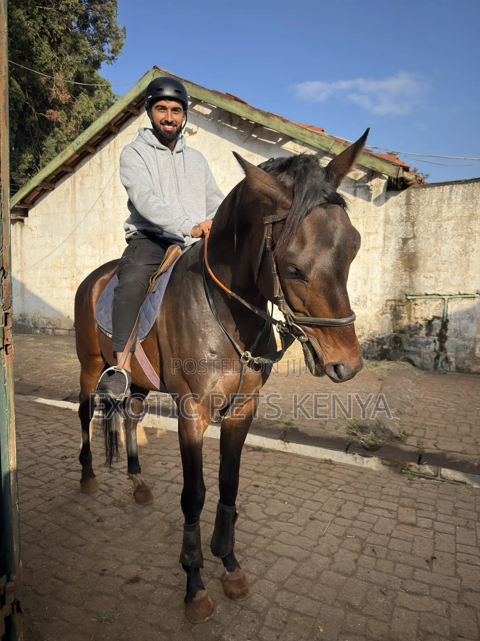 Horse Riding and Training (Forest Hacks)