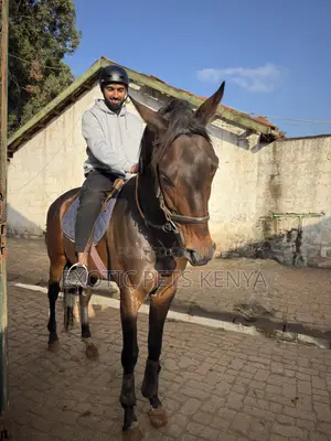 Horse Riding and Training (Forest Hacks)
