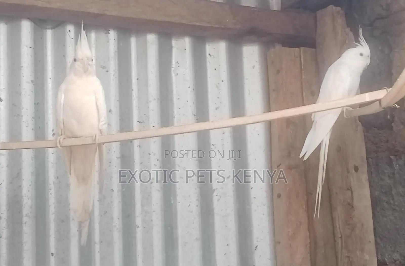 White Cockatiels (Albino)