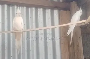 White Cockatiels (Albino)