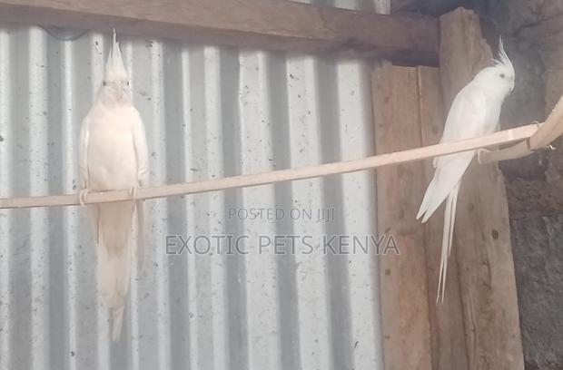White Cockatiels (Albino)