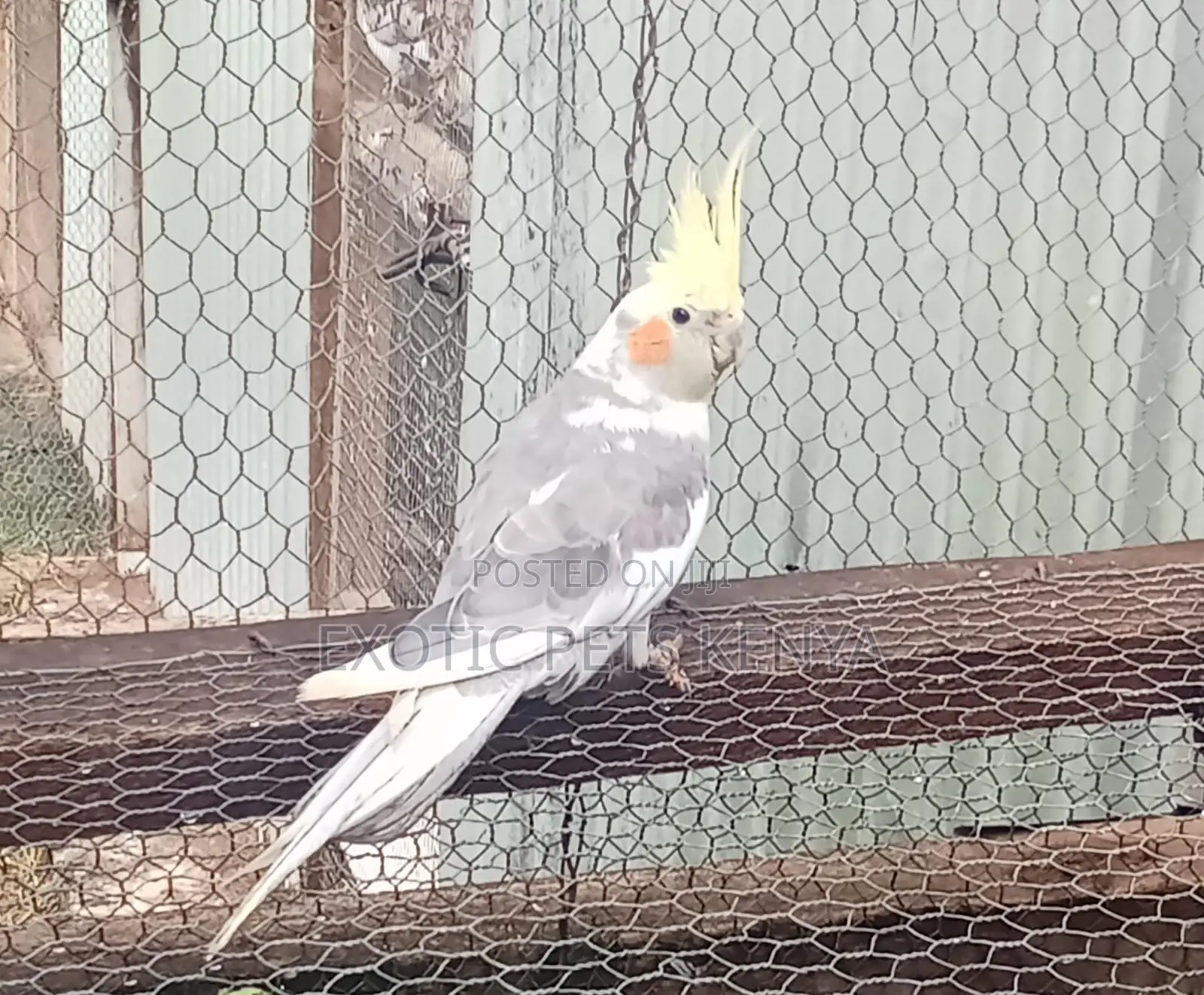 Cockatiel Birds for Sale in Kenya