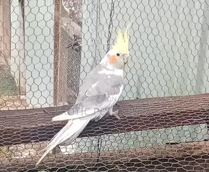 Cockatiel Birds for Sale in Kenya