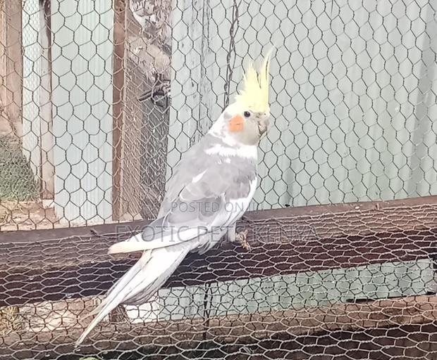 Cockatiel Birds for Sale in Kenya