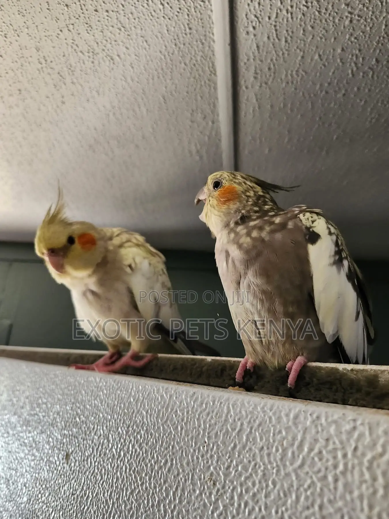 Cockatiel Birds for Sale in Kenya