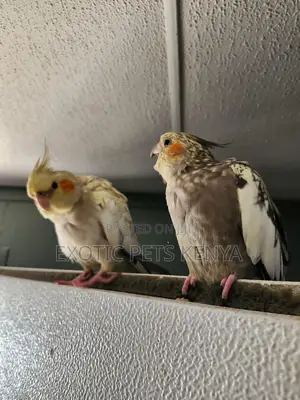 Cockatiel Birds for Sale in Kenya