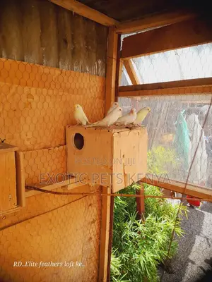 Friendly Budgies