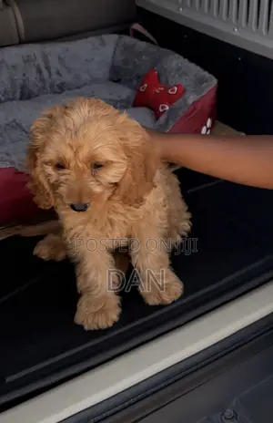 1-3 months Female Purebred Poodle