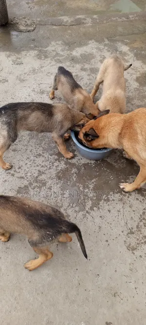 1-3 months Male Purebred Belgian Malinois
