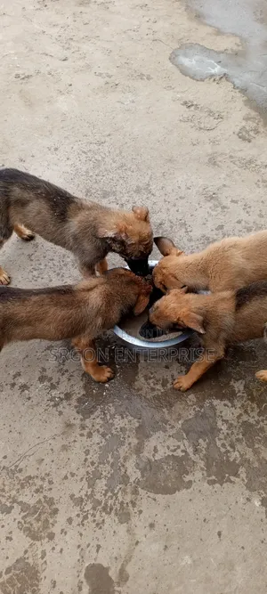 1-3 months Male Purebred Belgian Malinois