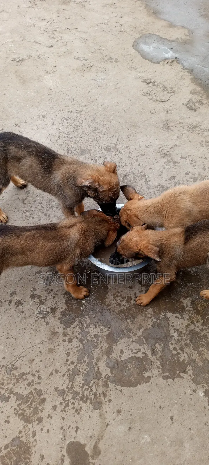 1-3 months Male Purebred Belgian Malinois
