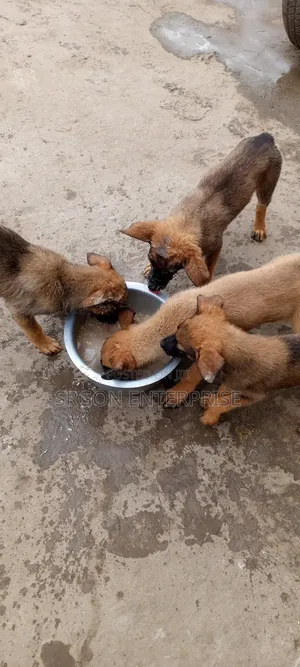 1-3 months Male Purebred Belgian Malinois