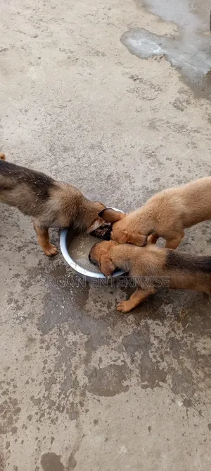 1-3 months Male Purebred Belgian Malinois
