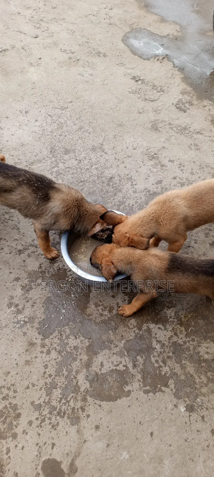 1-3 months Male Purebred Belgian Malinois