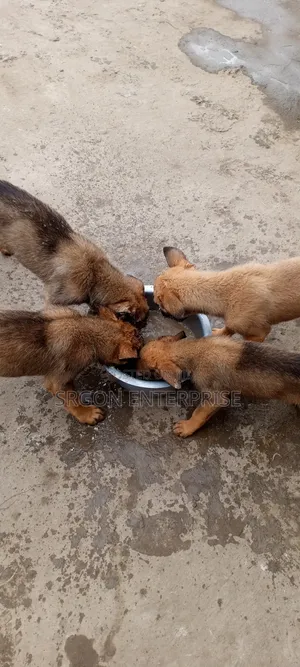1-3 months Male Purebred Belgian Malinois