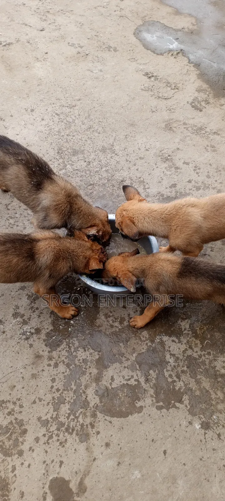 1-3 months Male Purebred Belgian Malinois