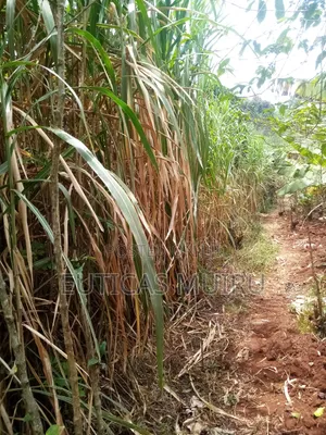 Nappier Grass
