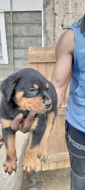 1-3 months Male Purebred Rottweiler