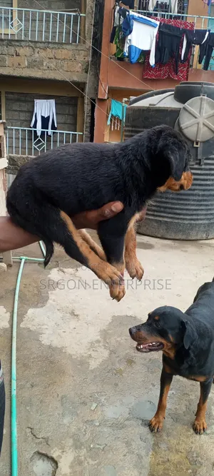 1-3 months Male Purebred Rottweiler