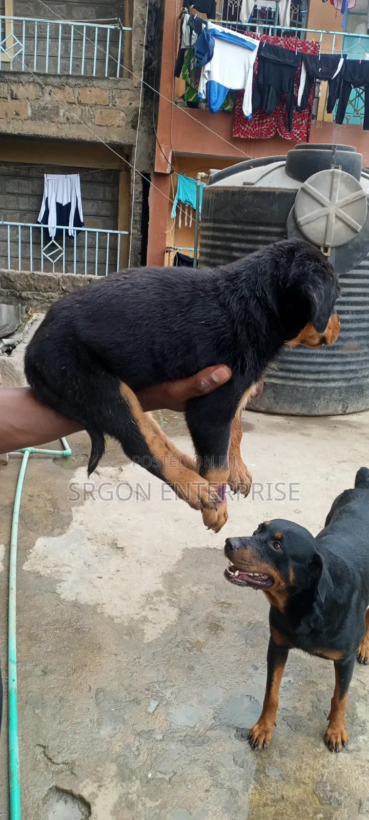 1-3 months Male Purebred Rottweiler