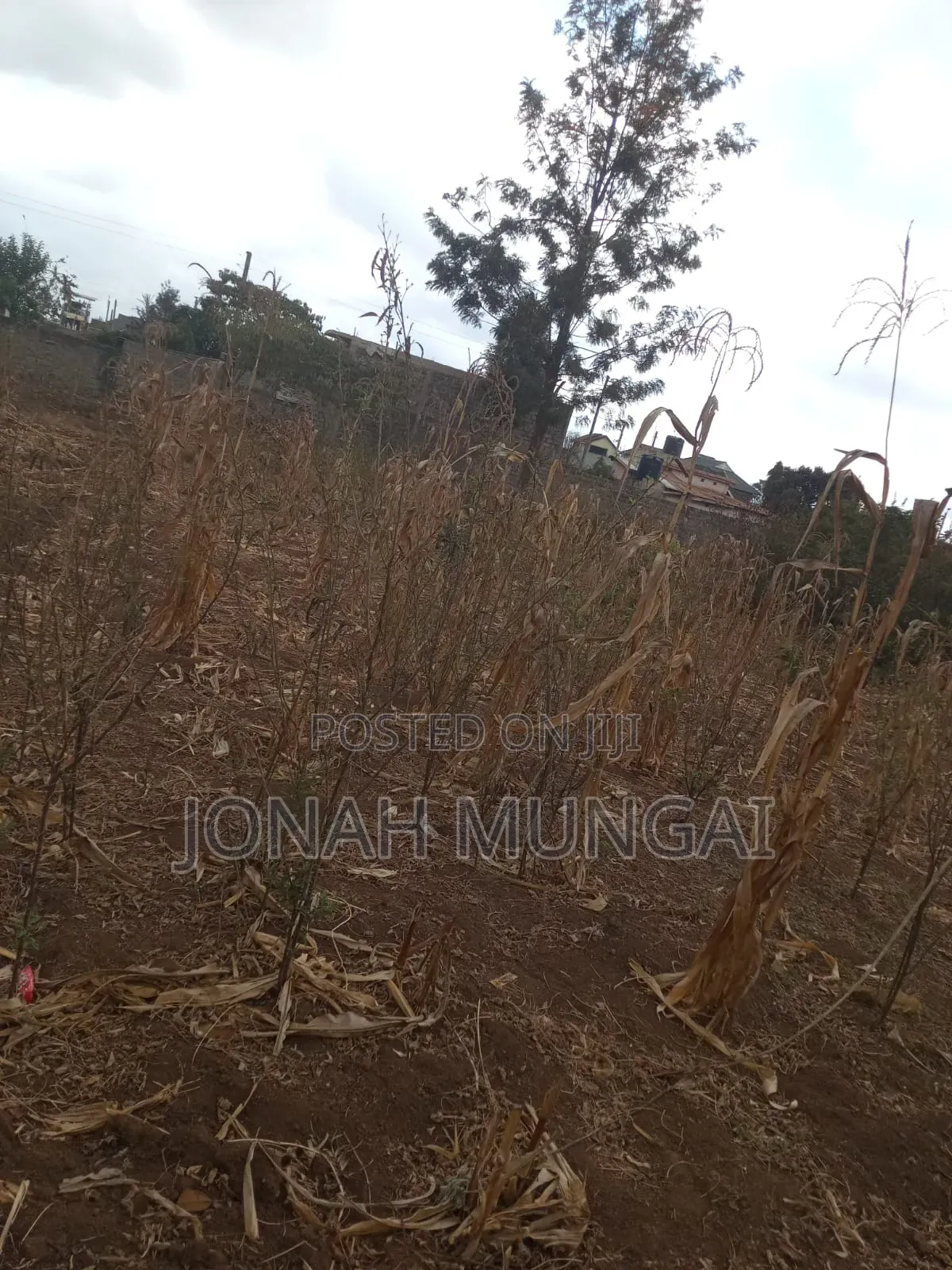 50 by 100 Land for Sale . Gatuanyaga, Thika, Kiambu