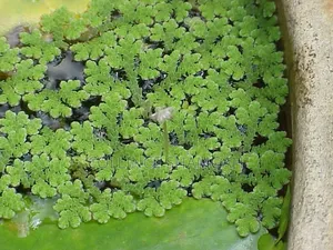 Azolla Plant for Sale