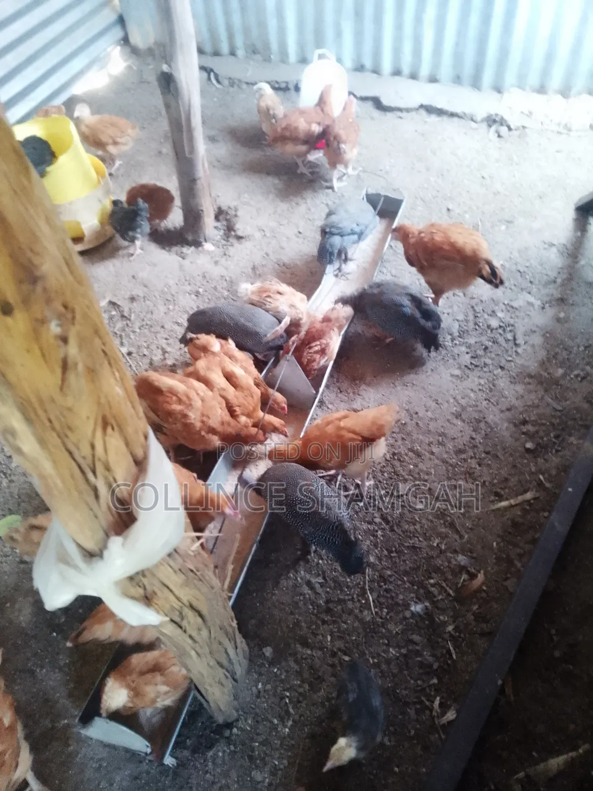 Guinea Fowl