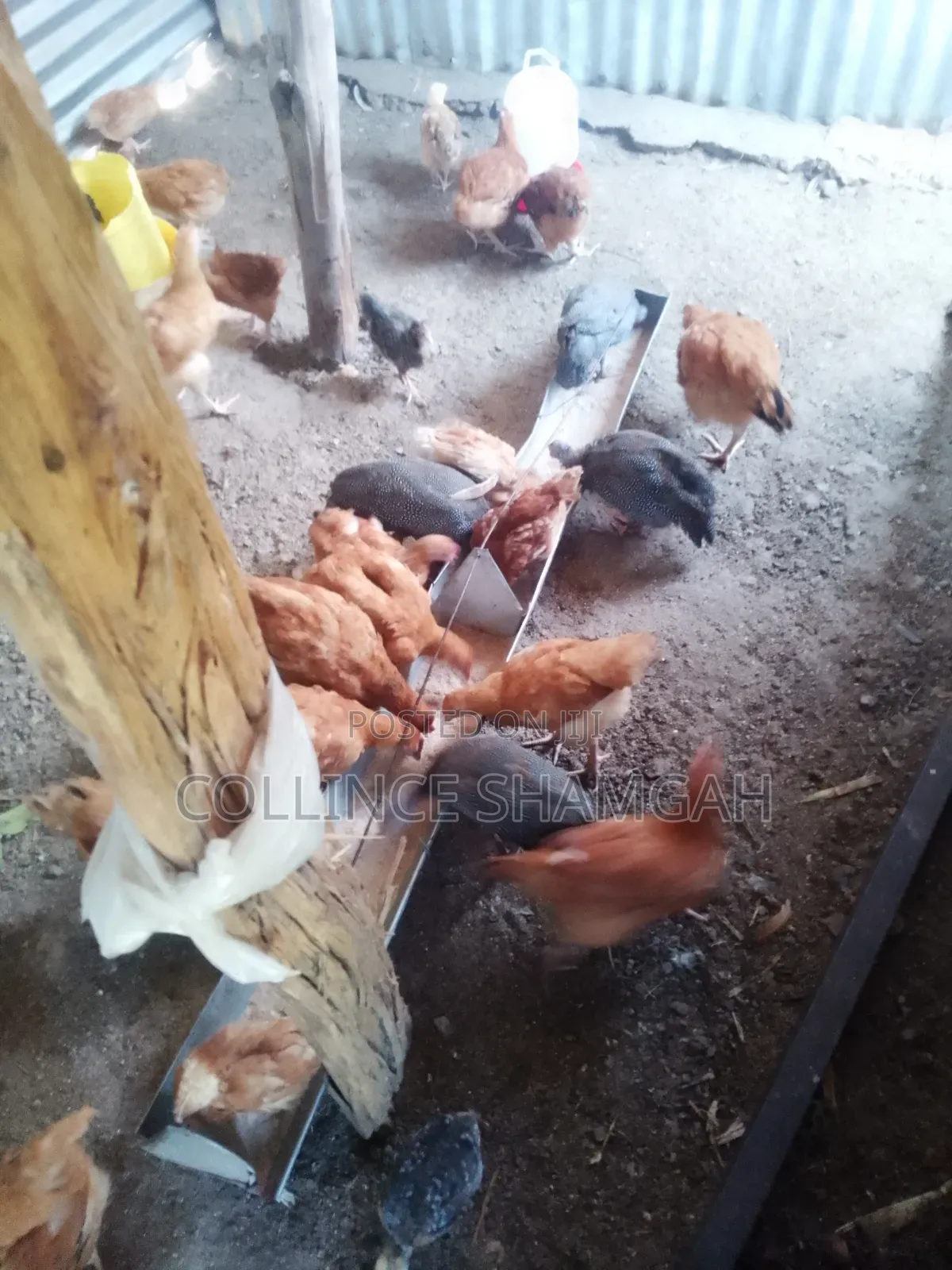 Guinea Fowl