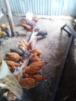 Guinea Fowl