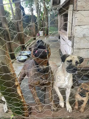 1-3 months Male Purebred Boerboel